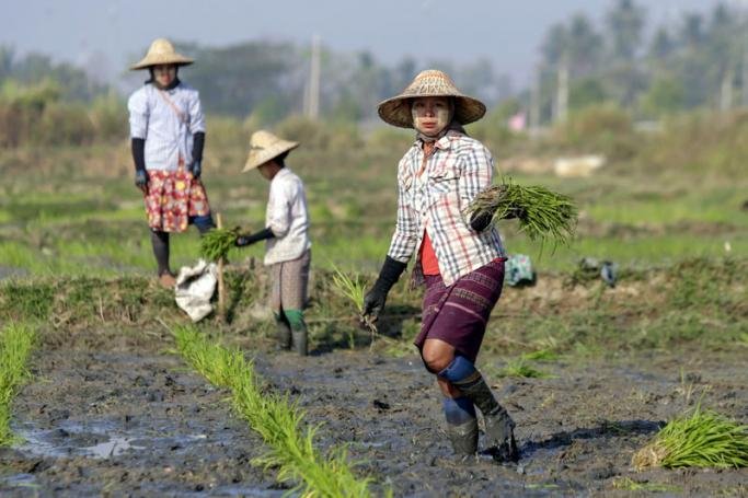 myanmar-farmers-plant-rice